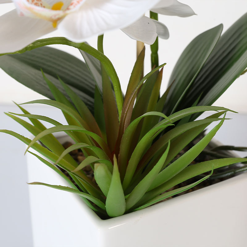 Single medium Phalaenopsis
