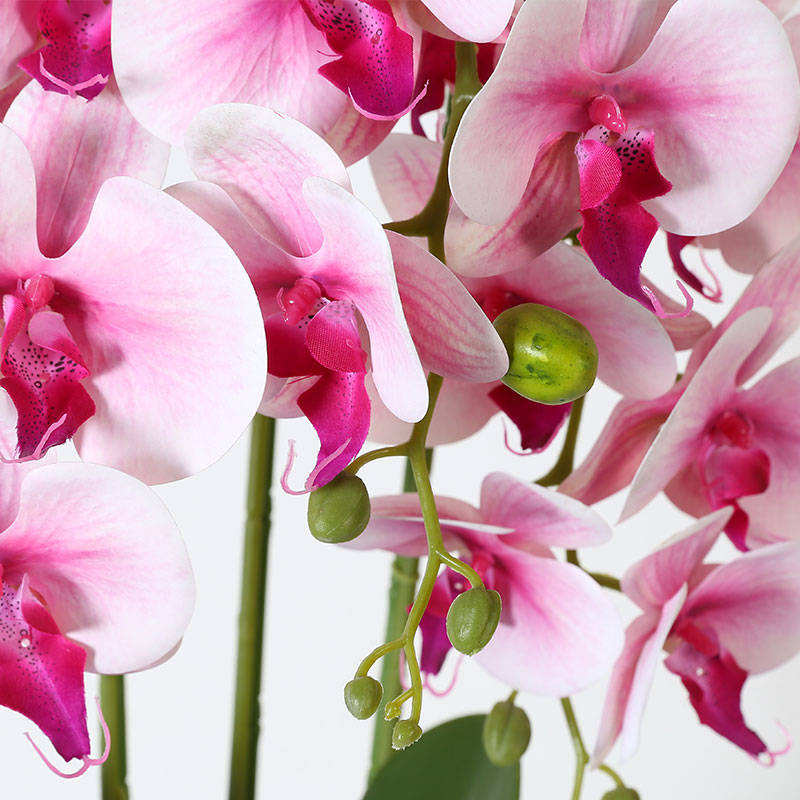 Many medium-sized Phalaenopsis