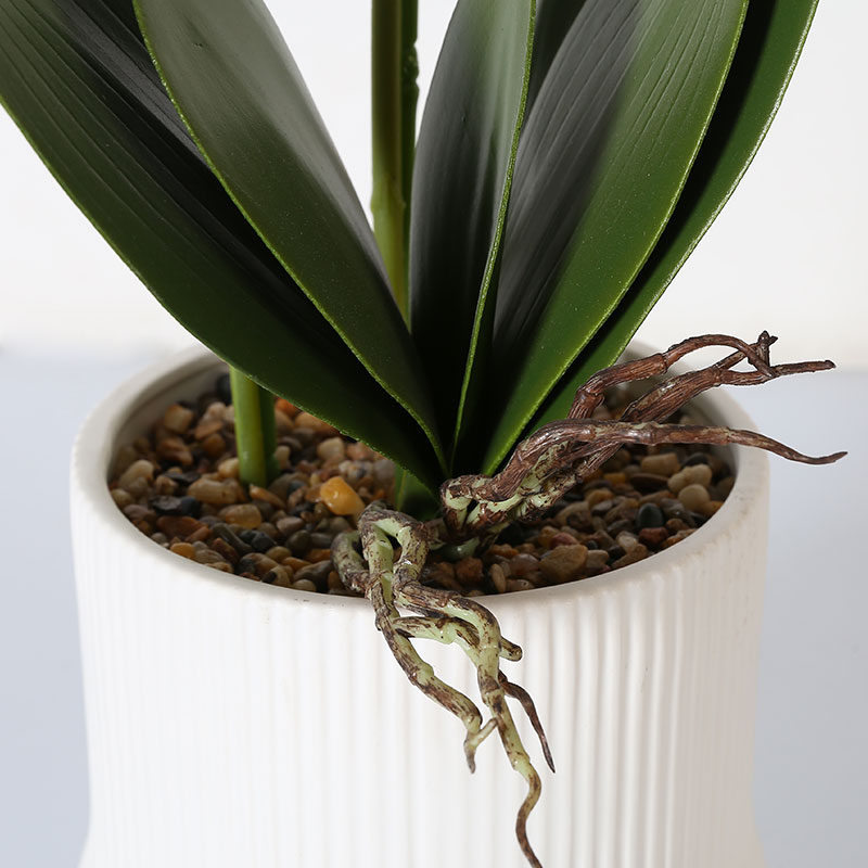 Many medium-sized Phalaenopsis