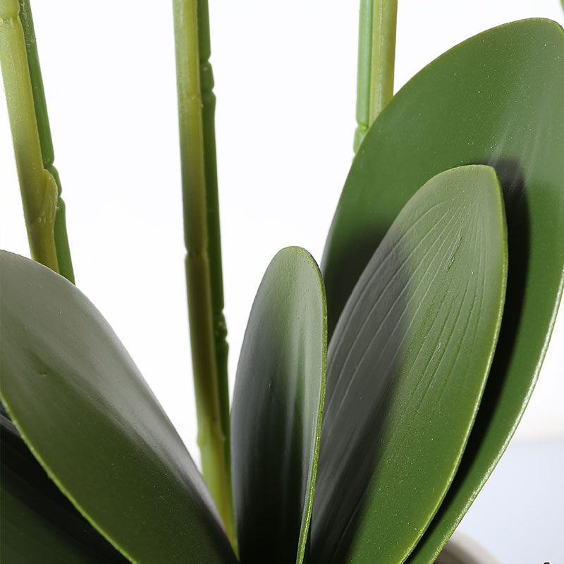 Many medium-sized Phalaenopsis