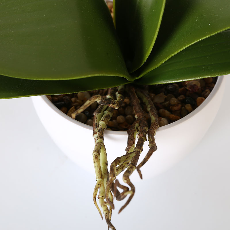 Many medium-sized Phalaenopsis