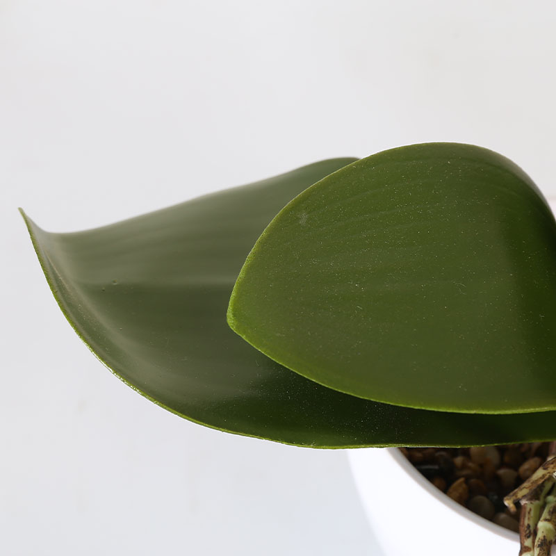 Many medium-sized Phalaenopsis