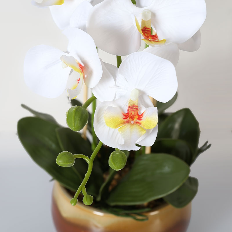 Many large Phalaenopsis