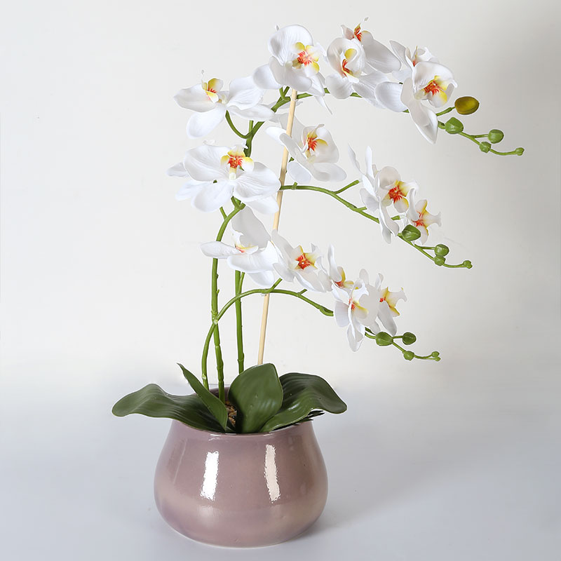 Many large Phalaenopsis