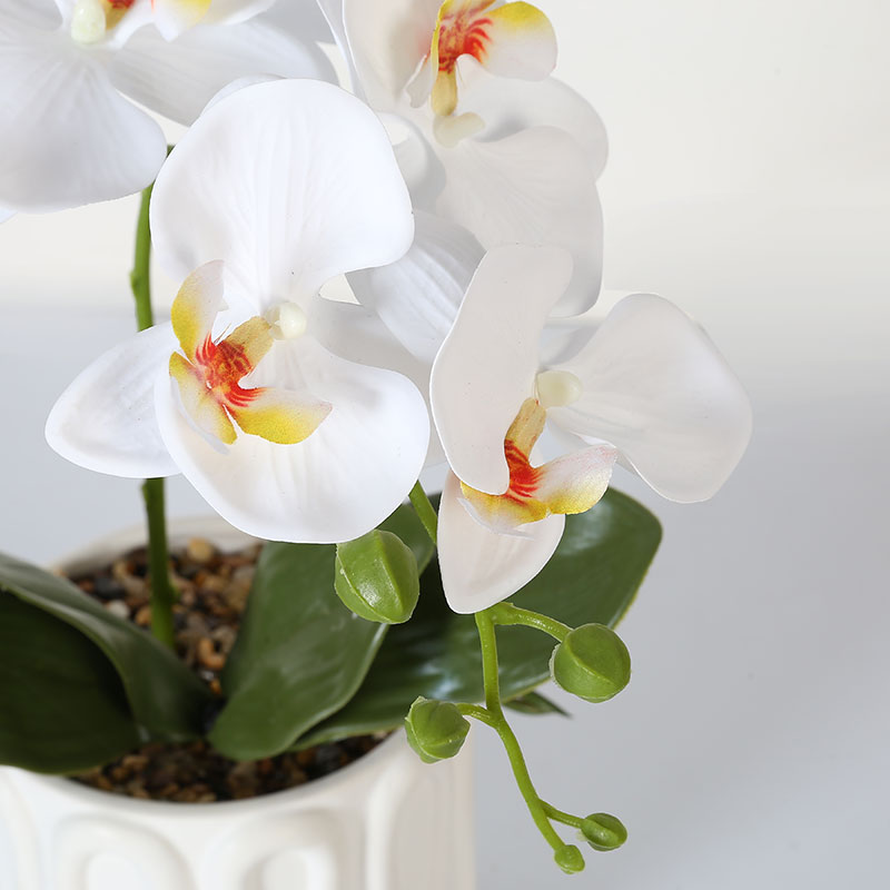 Many large Phalaenopsis