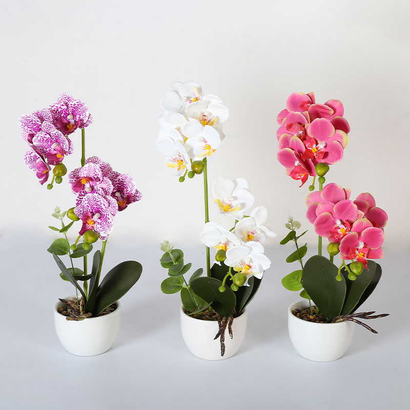 Many large Phalaenopsis