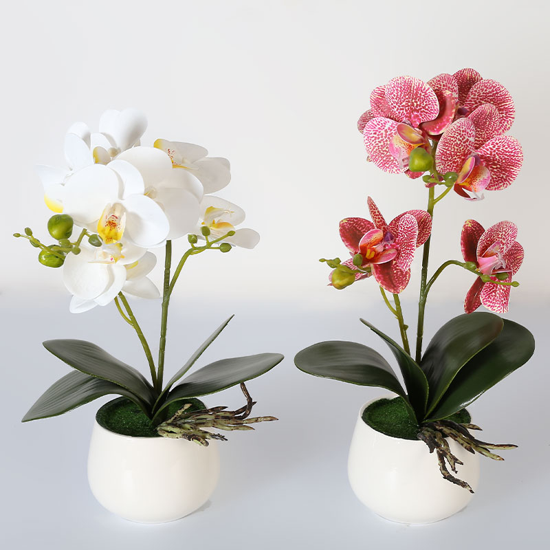 Many large Phalaenopsis