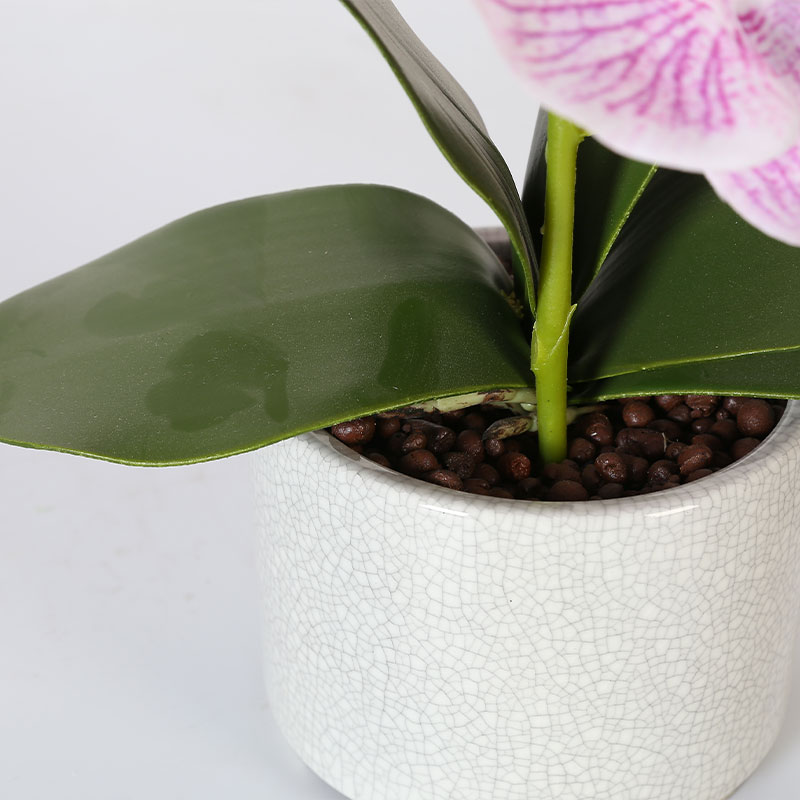 Many medium-sized Phalaenopsis
