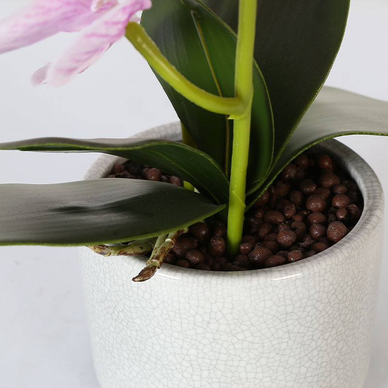 Many medium-sized Phalaenopsis