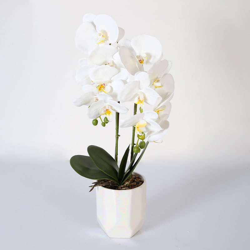Double medium Phalaenopsis