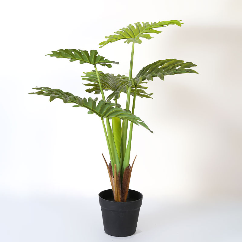 Simulate Monstera deliciosa