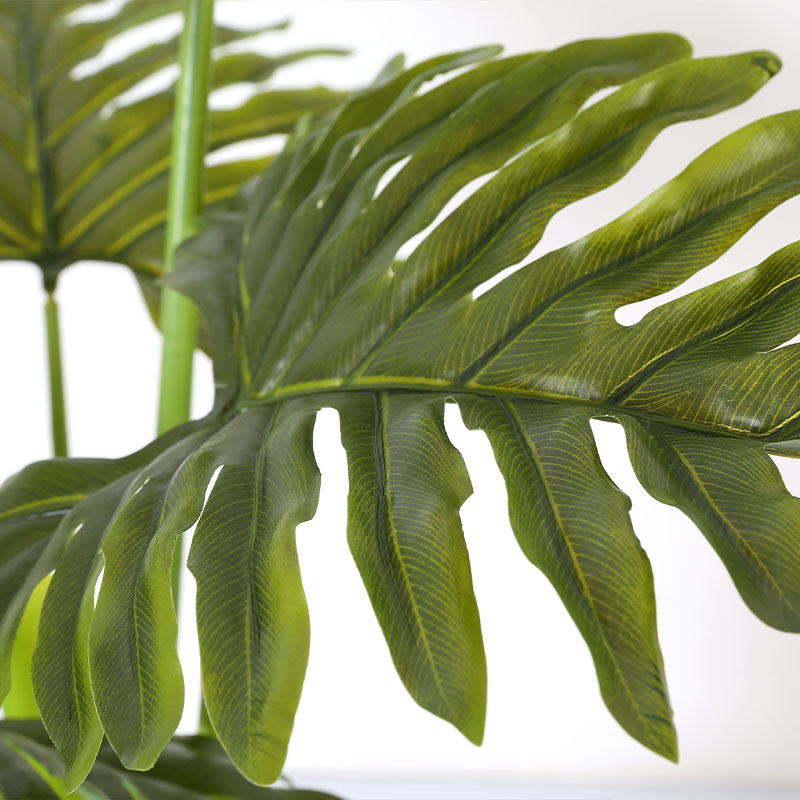 Simulate Monstera deliciosa