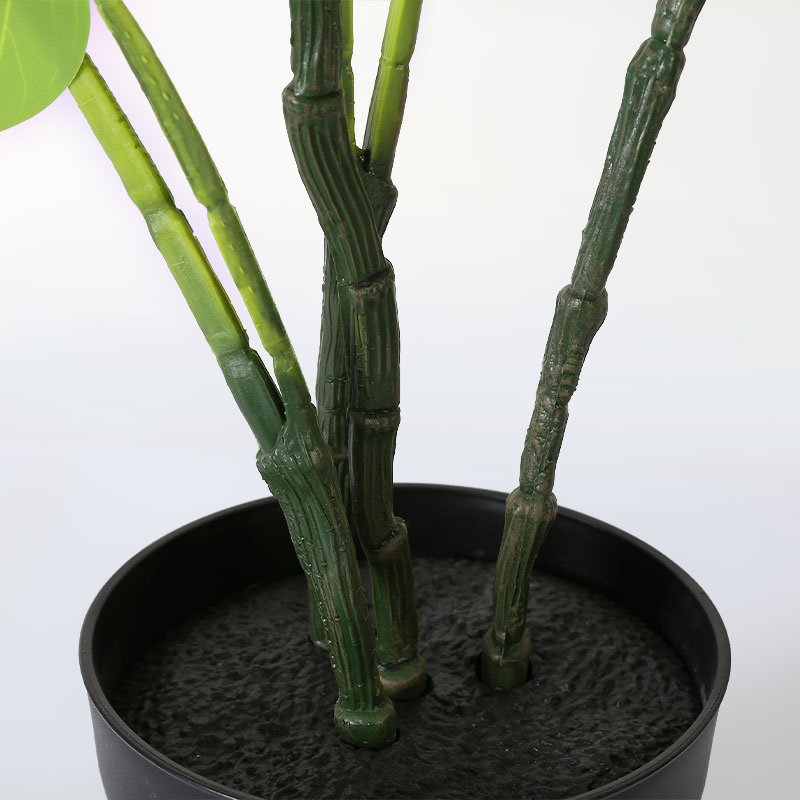 Simulate Monstera deliciosa