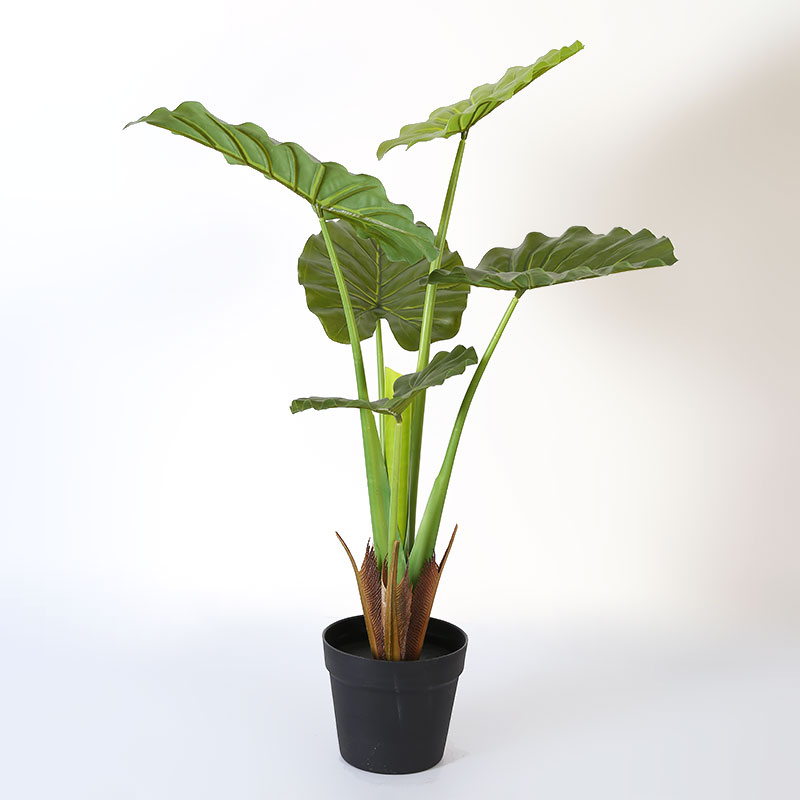 Simulate Monstera deliciosa